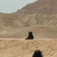 معاوضه یا فروش|سگ|اهواز, فاز ۲ پادادشهر|دیوار