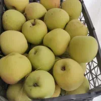 سیب درختی درجه یک