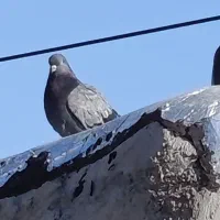 کفتر غریب|پرنده|مشگین شهر, |دیوار