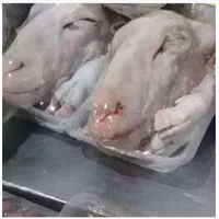 کله پاچه و سیرابی گوساله فقط عمده