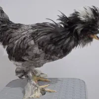 مرغ و خروس سلطان ۳ عدد|حیوانات مزرعه|تهران, افسریه شمالی|دیوار