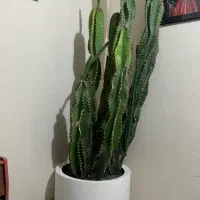 کاکتوس ( گیاه آپارتمانی )|گل و گیاه طبیعی|تهران, شهرک مخابرات|دیوار