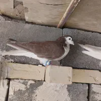 پرنده کفتر