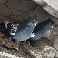 ۳ تا سینه قزوینی نر