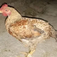 مرغ و خروس محلی|حیوانات مزرعه|گیان, |دیوار