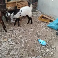 فروش کهره نر