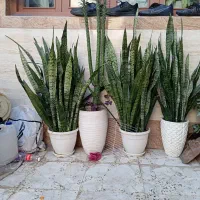 انواع گل|گل و گیاه طبیعی|رشت, قاسمیه|دیوار