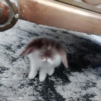 خرگوش  ۶ ماه