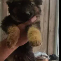 توله شولاین