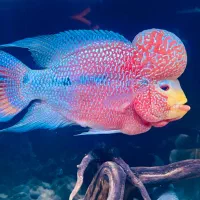 ماهی فلاور گریددار