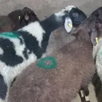 پخش فروش گوسفند مرغ خروس گوساله