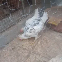 جوجه مرغ گلین