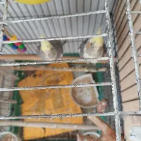 یک جفت عروس  هلندی   به فروش میرسد|پرنده|پاکدشت, پاکدشت (مامازند)|دیوار