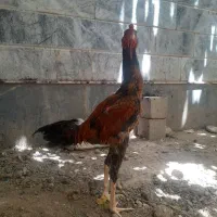 خروس لاری جوجه لاری
