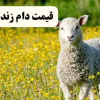 گوسفند بخرید تنظیم بازاری کیلوی ۳۰۰