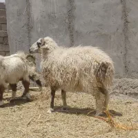بره نر چاق مناسب کشتن نذر