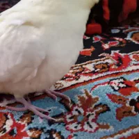 عروسه هلندی دستی نر