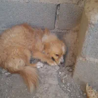 یک سگ فروشی دارم  نر|سگ|صباشهر, |دیوار