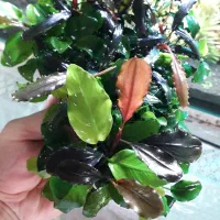 گیاه اکواریوم|ماهی|اصفهان, مهدی آباد|دیوار