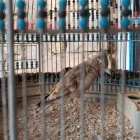 سهره قناری|پرنده|مرودشت, ژیان|دیوار