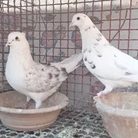 کبوتر چند جفت مایه|پرنده|پاکدشت, پاکدشت (مامازند)|دیوار