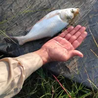 فروش بچه ماهی آمور کپور فیتوفاک و بیگهد|ماهی|ساری, |دیوار