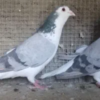 جفت دمگیر درجه۱و۵تانر بدرنگ گچی کت عل،زره، تهرونی