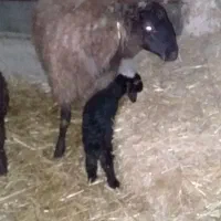 ۲۰ راس بره پروار چاق