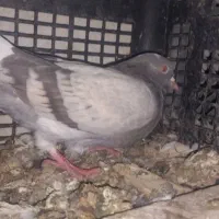 پرنده