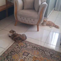 مبل