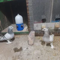 سبز کلاغ و سبز لایه پرپا کلاهی خشگل