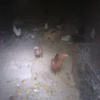 مرغ و خروس|حیوانات مزرعه|کرمان, |دیوار