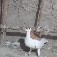 خال زرد نر درجه یک|پرنده|شیروان (خراسان), |دیوار