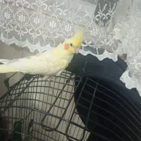 عروس هلندی نر|پرنده|تربت‌حیدریه, میدان مرکزی|دیوار