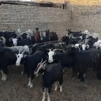 بز داشتی|حیوانات مزرعه|جوادآباد, |دیوار