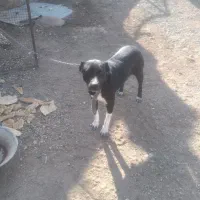 سگ ماده افغان و دوبرمن اصل|سگ|هشتگرد, فاز ۳ مهستان|دیوار