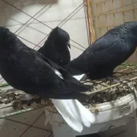 جوجه اشعل|پرنده|آبادان, |دیوار