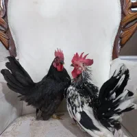 جاپنیز کف خواب