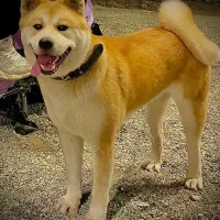 سگ آکیتا ژاپنی و ژرمن شیپرد|سگ|تهران, خاوران|دیوار