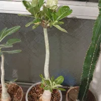 انواع گلهای آدنیوم خاص|گل و گیاه طبیعی|چالدران, |دیوار