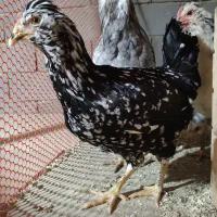 مرغ وخروس گلین