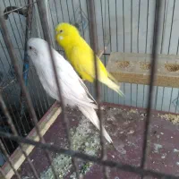 مرغ عشق هلندی