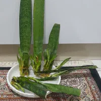 ۶ عدد گل سانسوریا تکثیر شده آماده کاشت|گل و گیاه طبیعی|تبریز, |دیوار