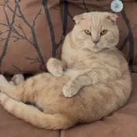 واگذاری گربه اسکاتیش اصیل