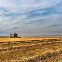 20تن گاورس زرد اصل بیرجند