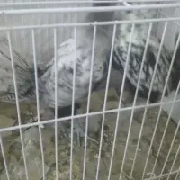 مینیاتوری مرغ و خروس|حیوانات مزرعه|کاشمر, |دیوار