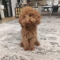 پودل نسکافه ای