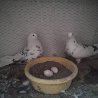 یک جفت کبوتر