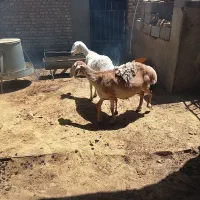 میش چینی وچنتا میش چاق