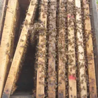 زنبور عسل با کندو